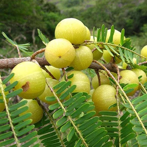 amla