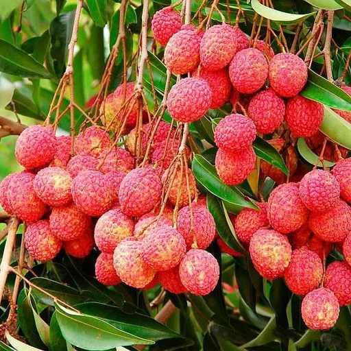 litchi