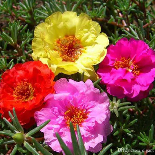 portulaca